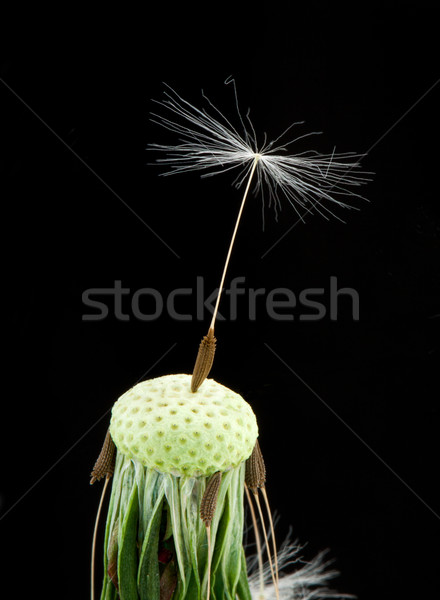 Dandelion nasion czarny film lata wolności Zdjęcia stock © vtorous