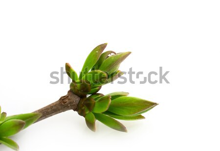 Wiosną oddziału charakter liści kolor młodych Zdjęcia stock © vtorous