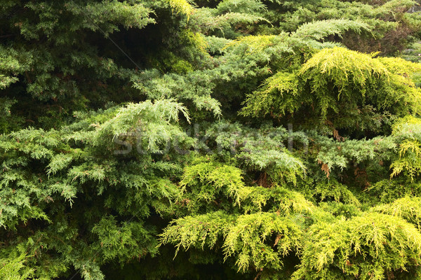 Nadel Regen Baum Winter Farbe Anlage Stock foto © vtorous