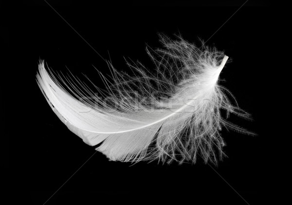 Pluma blanco aislado negro estudio fondos Foto stock © vtorous