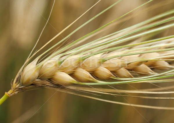 Blé jaune alimentaire été vert groupe [[stock_photo]] © vtorous