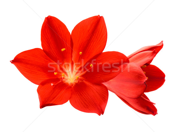 Imagine de stoc: Portocaliu · floare · izolat · alb · primăvară · fundal