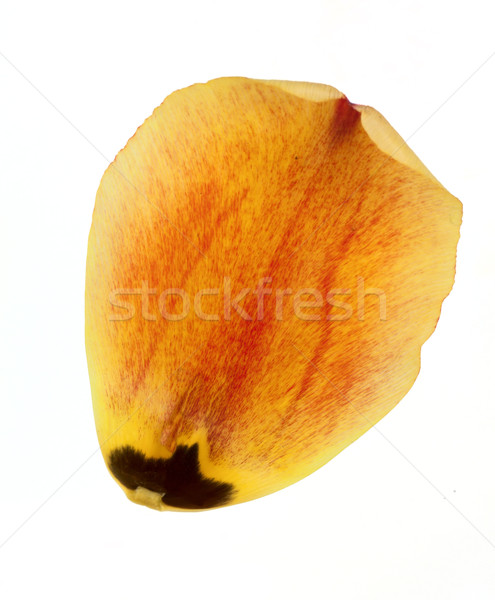 Yellow petal of tulip Stock photo © vtorous