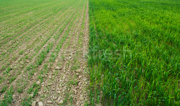 Bad and good wheaten field Stock photo © vtorous