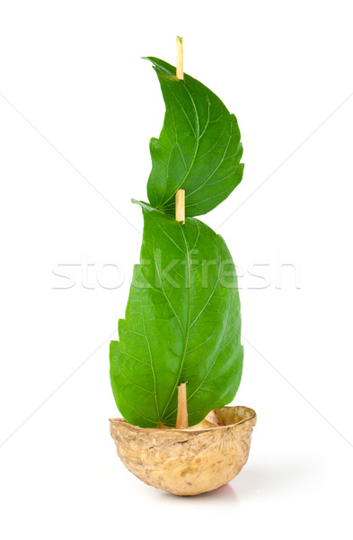 Sailboat made of walnut  Stock photo © vtorous