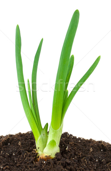 Green onion Stock photo © vtorous