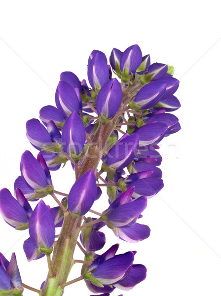 Blaue Blume isoliert weiß Bouquet blau Blume Stock foto © vtorous