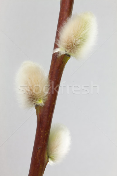 Pussywillow Stock photo © vtorous