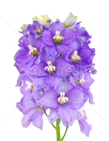 Mor çiçek güzellik yaz yeşil mavi Stok fotoğraf © vtorous