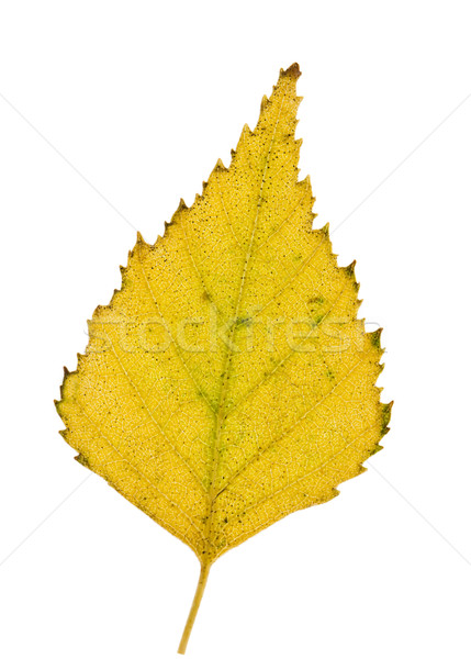 Bétula folha árvore verão outono cor Foto stock © vtorous