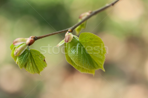 Hárs ág tavasz levelek levél zöld Stock fotó © vtorous