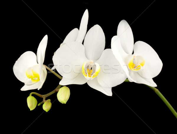 White orchid Stock photo © vtorous