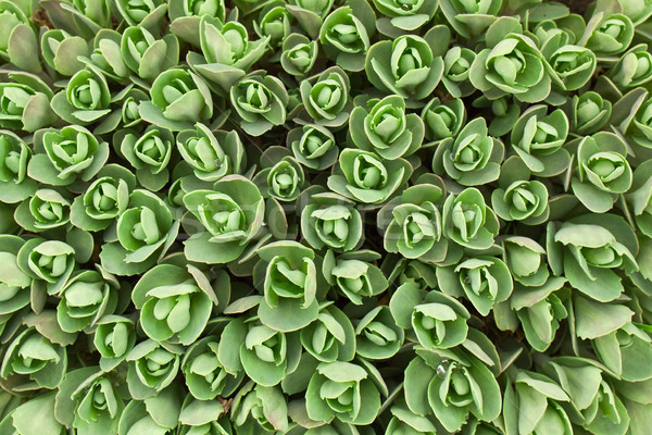 Plant pattern Stock photo © vtorous