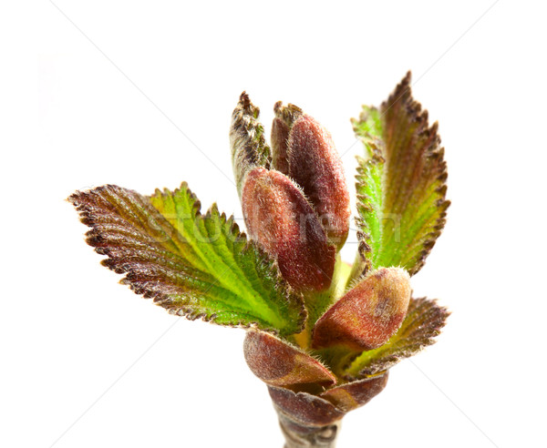 Stock photo: Hazel leaf