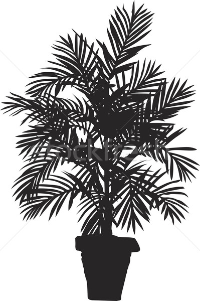 Palm tree Stock photo © vtorous