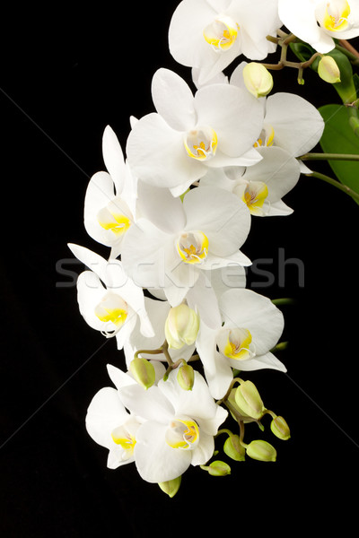 White orchid Stock photo © vtorous