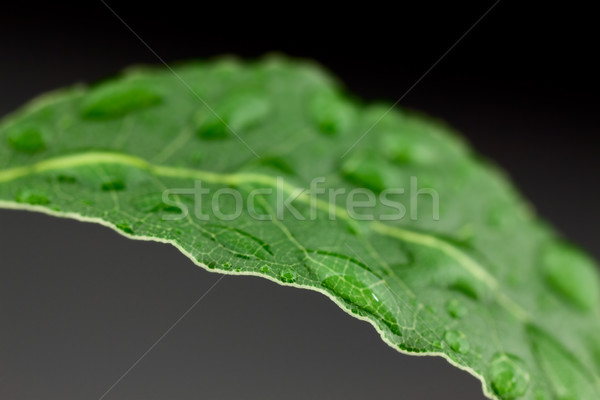 Laurel leaf Stock photo © vtorous