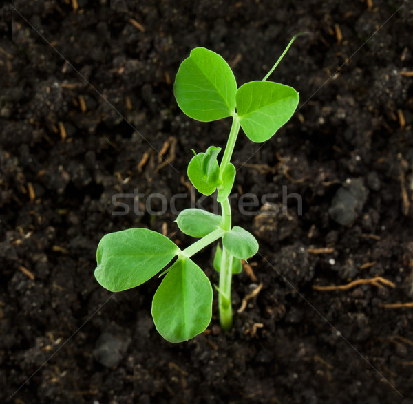 Pea plant Stock photo © vtorous