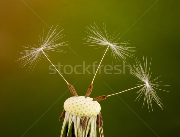Păpădie seminţe verde film vară libertate Imagine de stoc © vtorous