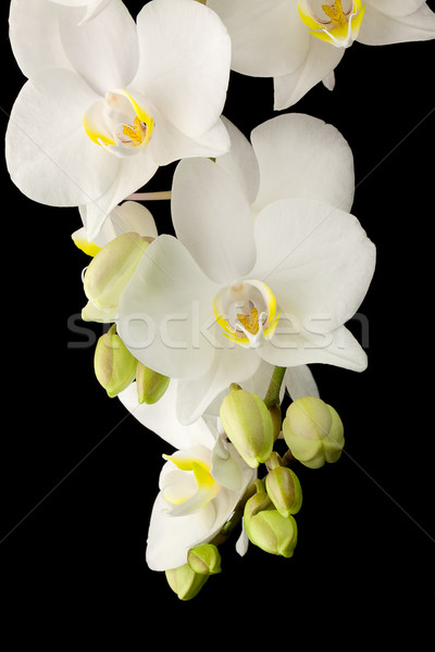 White orchid Stock photo © vtorous