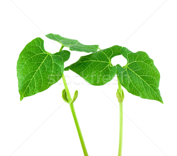 Small plant Stock photo © vtorous