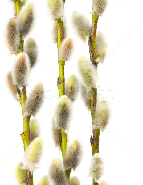 willow flowers Stock photo © vtorous