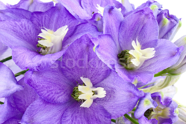 Stockfoto: Violet · bloem · schoonheid · zomer · groene · Blauw