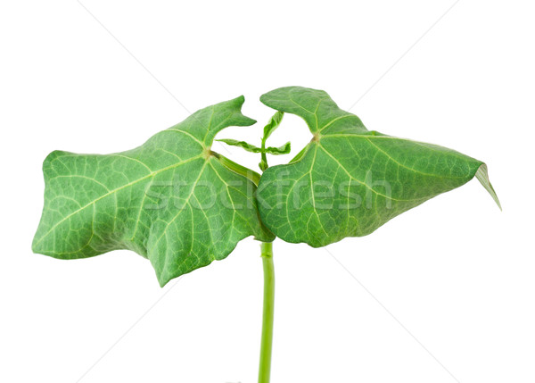 Pequeno feijões planta isolado branco fundo Foto stock © vtorous
