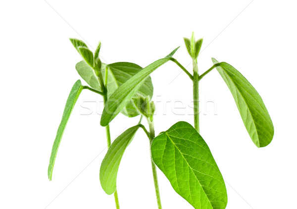 Soybean seedling Stock photo © vtorous