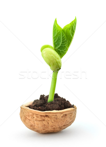 Small plant in a nutshell Stock photo © vtorous