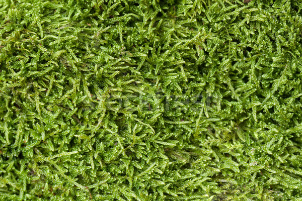 Texture of moss Stock photo © vtorous