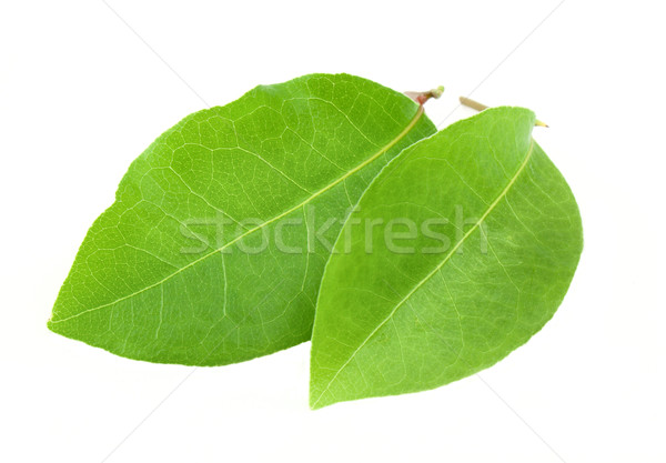 Laurier feuille isolé blanche alimentaire nature [[stock_photo]] © vtorous