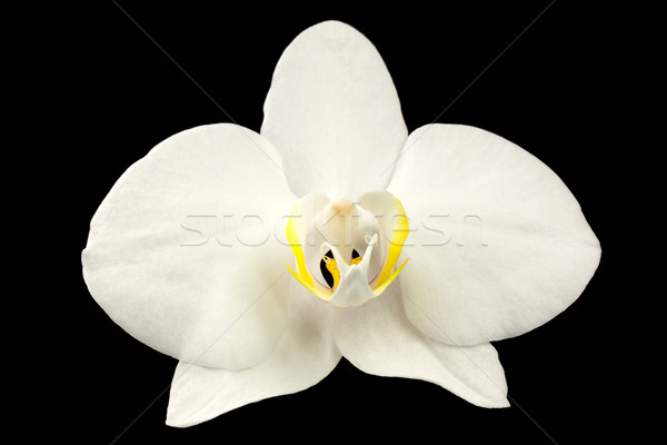 White orchid Stock photo © vtorous