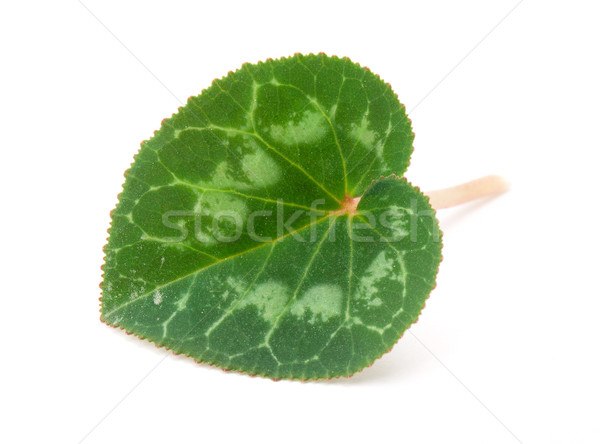 Stock photo: Cyclamen leaves