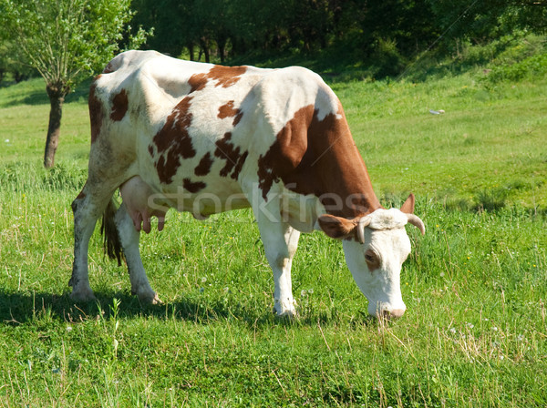 Brown and white cow Stock photo © vtorous