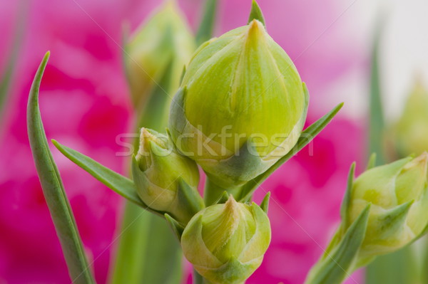 çiçek tomurcuk makro atış karanfil yeşil Stok fotoğraf © vtupinamba