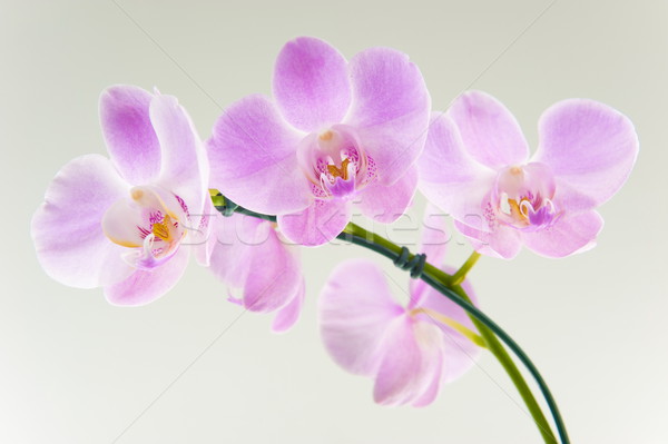 Orchidée belle fleur printemps jardin cadeau Photo stock © vtupinamba