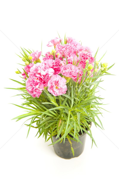 Szegfű köteg gyönyörű rózsaszín virág szépség Stock fotó © vtupinamba