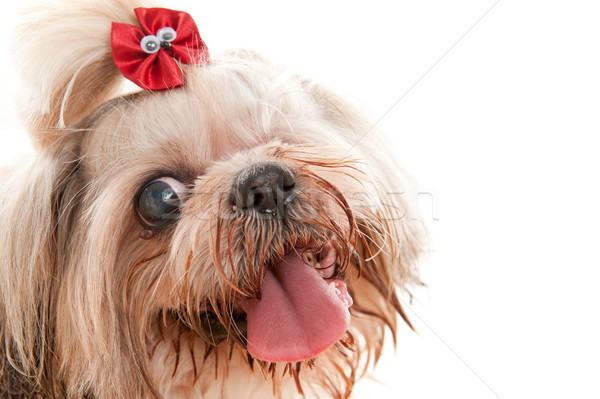 Kör evcil hayvan eski sevimli köpek gözler Stok fotoğraf © vtupinamba
