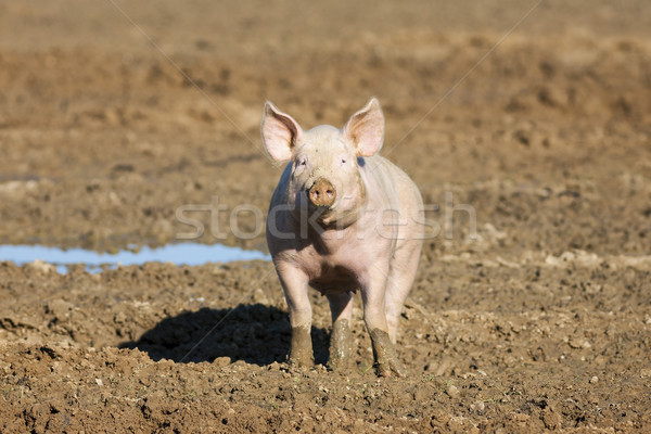 Pig Stock photo © vwalakte