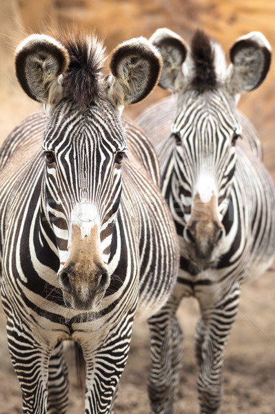 Wild Zebra  Stock photo © vwalakte