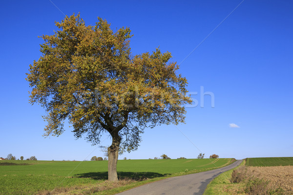 tree on a sunny day in autumn Stock photo © vwalakte