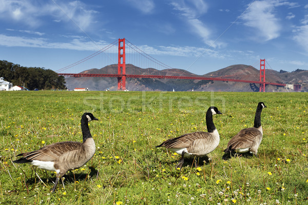 gooses and Golden Gate Bridge Stock photo © vwalakte