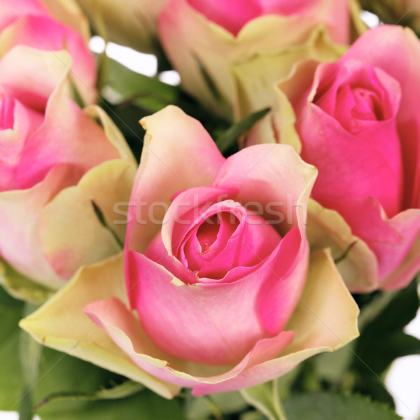 Rose bouquet rosa isolato bianco Foto d'archivio © vwalakte