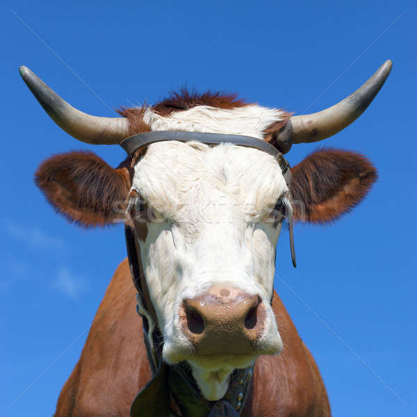 Face of Brown milk cow Stock photo © vwalakte