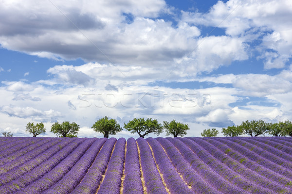 Horizontal view of lavender field Stock photo © vwalakte