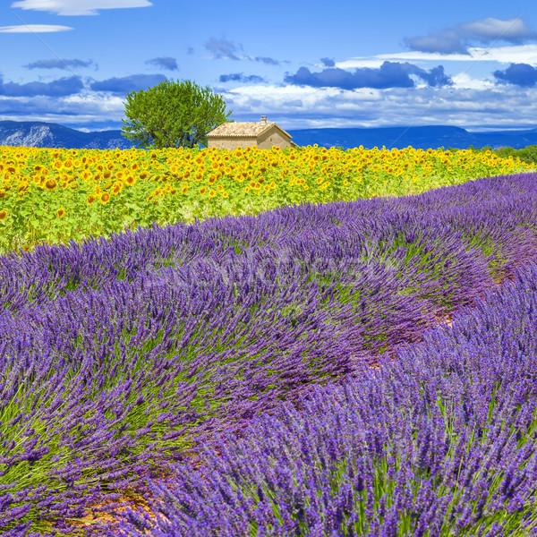 Lavender and sunflower field Stock photo © vwalakte
