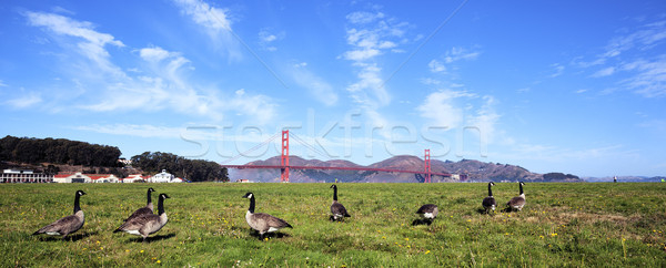 panoramic view of Golden Gate Bridge whith gooses Stock photo © vwalakte