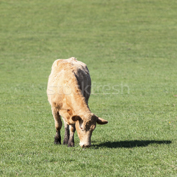 cow in green pasture  Stock photo © vwalakte