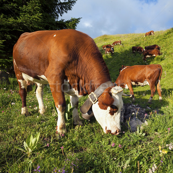 Cow in french alps landscape Stock photo © vwalakte